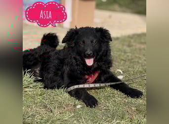 Asia die wundervolle fröhliche