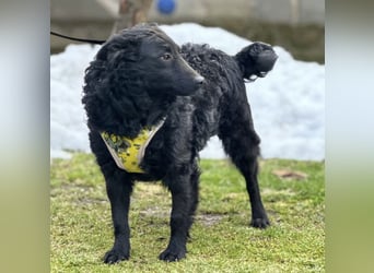 Raya zart wie eine Mimose