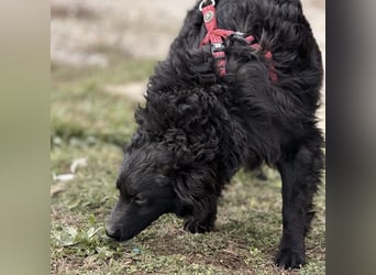 Asia die wundervolle fröhliche