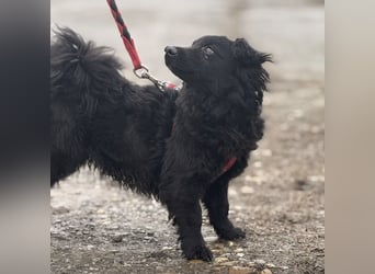 Willa eine kleine brave Hündin