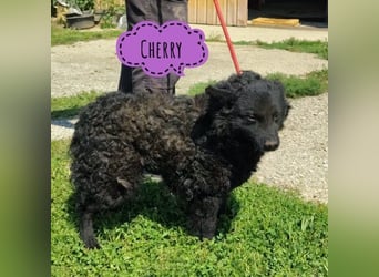 Cherry eine winzige liebevolle Hündin