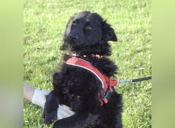 Kairo ein sanftmütiges Mädchen