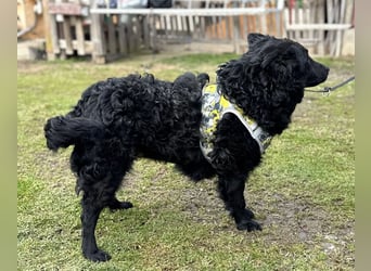 Raya zart wie eine Mimose