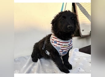 Vjera - typisch Welpe