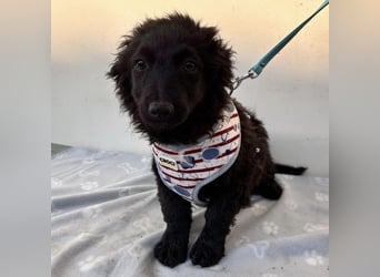 Vjera - typisch Welpe