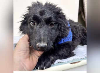 Seka eine kleine Prinzessin