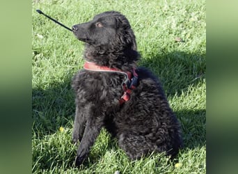 Kairo ein sanftmütiges Mädchen