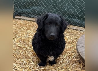 Capper ein Seelenhund