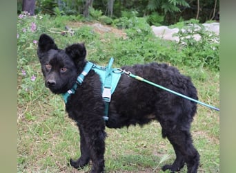 Lotto ein Seelenhund
