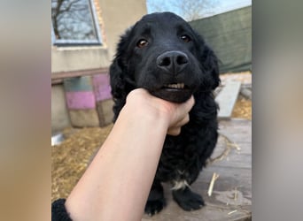 Capper ein Seelenhund