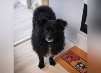 Annie ein Engel auf vier Pfoten