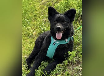 Lotto ein Seelenhund