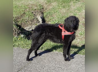 Kairo ein sanftmütiges Mädchen