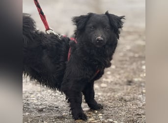 Willa eine kleine brave Hündin