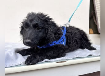 Seka eine kleine Prinzessin