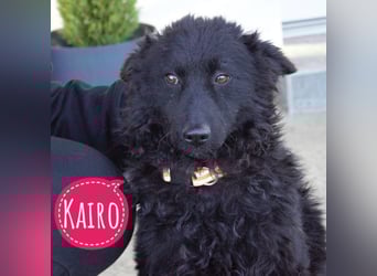 Kairo ein sanftmütiges Mädchen