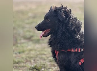 Asia die wundervolle fröhliche