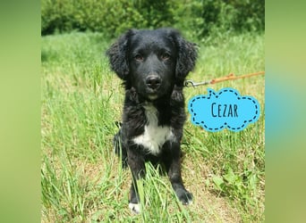 Cezar braucht eine Familie