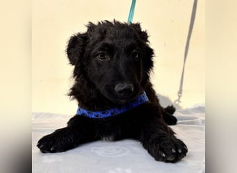 Fleki ein kleiner schwarzer Engel