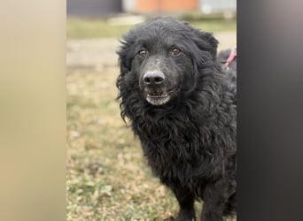 Lumpi ein lieber Schatz