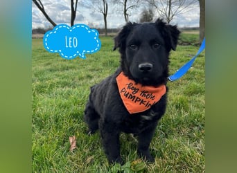 Leonien kleiner Schatz