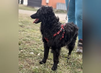 Asia die wundervolle fröhliche