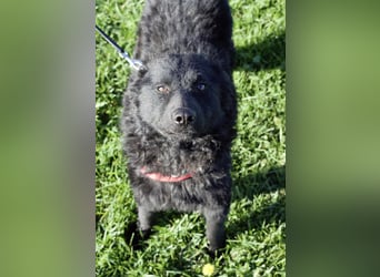 Kairo ein sanftmütiges Mädchen