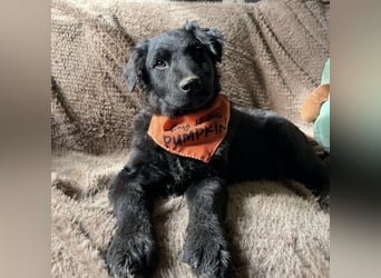 Leonien kleiner Schatz