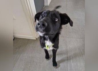 Tizzy ein Engel auf vier Pfoten