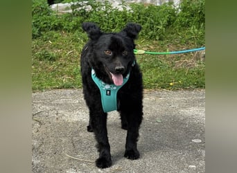 Lotto ein Seelenhund