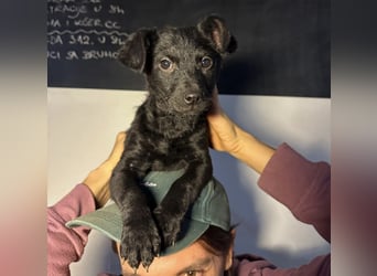 Peppa - typisch Welpe