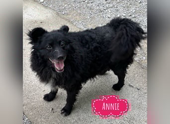 Annie ein Engel auf vier Pfoten