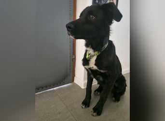 Tizzy ein Engel auf vier Pfoten