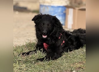 Asia die wundervolle fröhliche