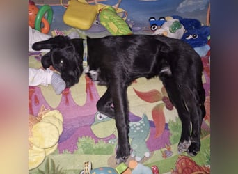 Tizzy ein Engel auf vier Pfoten