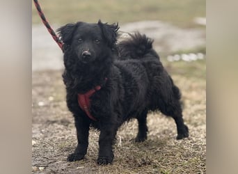 Willa eine kleine brave Hündin