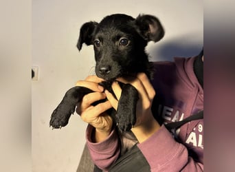 Peppa - typisch Welpe