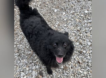 Annie ein Engel auf vier Pfoten