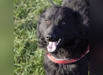 Kairo ein sanftmütiges Mädchen