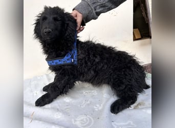 Seka eine kleine Prinzessin