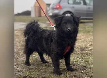 Willa eine kleine brave Hündin