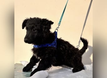 Fleki ein kleiner schwarzer Engel