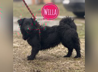 Willa eine kleine brave Hündin