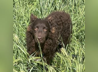 Neo ein besonderer Schatz