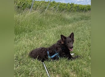 Neo ein besonderer Schatz
