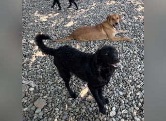Remi eine Seelenhündin