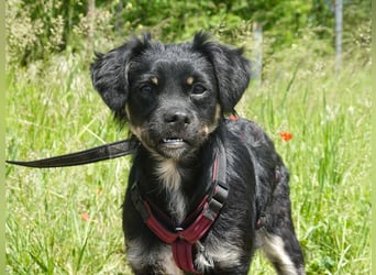 Fröhliche Tara sucht ihre Familie fürs Leben