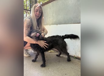 Beneth - so ein toller Hund sucht seine Menschen