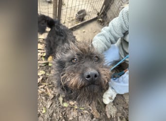 Beneth - so ein toller Hund sucht seine Menschen