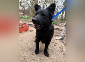 Füles wartet auf ihr großes Glück